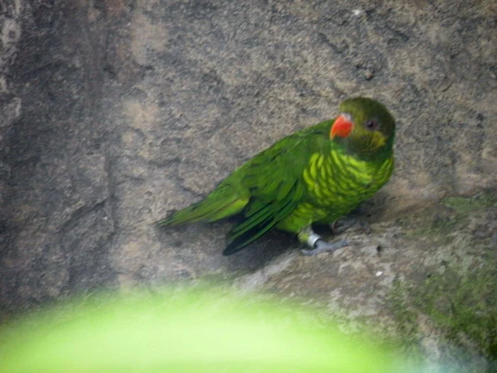 黄绿鹦鹉(Trichoglossus flavoviridis)