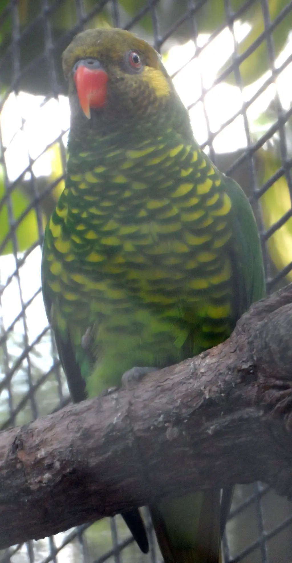 黄绿鹦鹉(Trichoglossus flavoviridis)