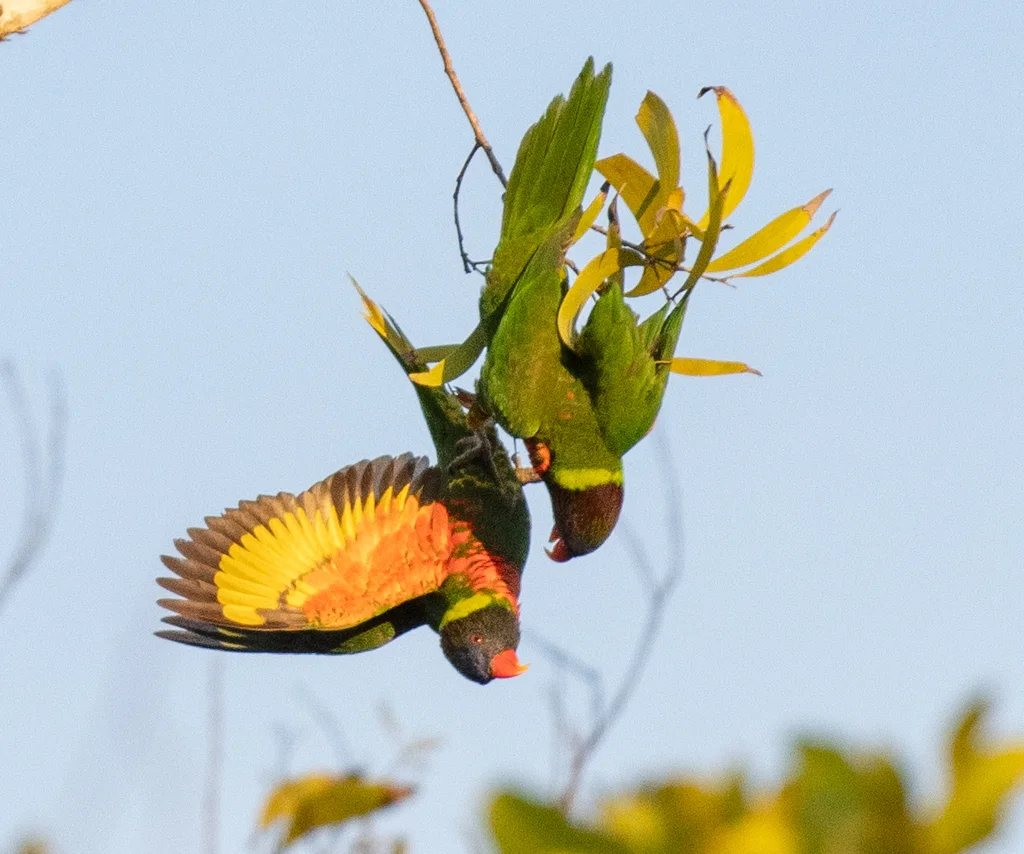 椰果鹦鹉（Trichoglossus haematodus）