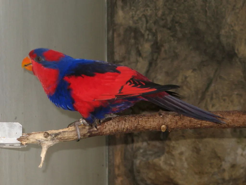 红蓝鹦鹉(Trichoglossus histrio)