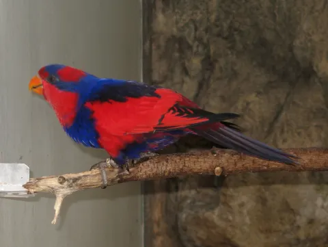 红蓝鹦鹉