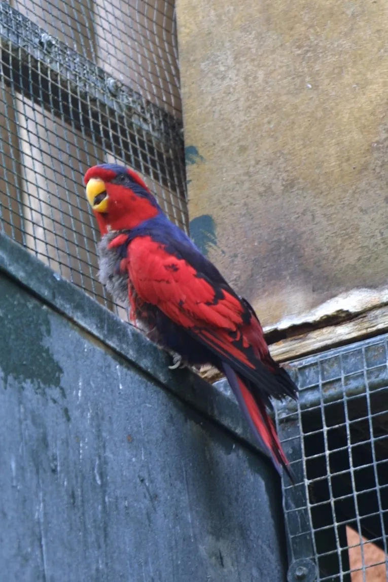 红蓝鹦鹉(Trichoglossus histrio)
