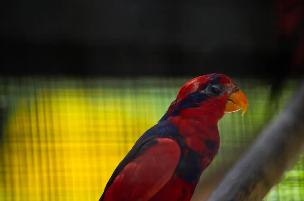 红蓝鹦鹉(Trichoglossus histrio)