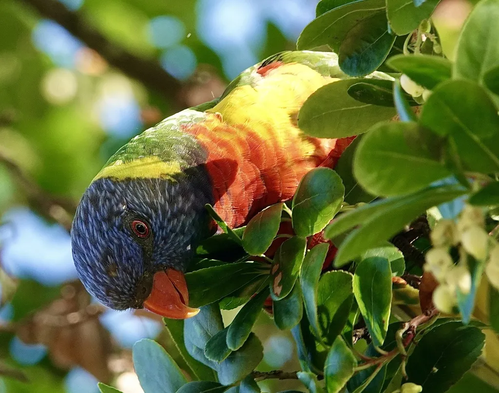 彩虹吸蜜鹦鹉(Trichoglossus moluccanus)
