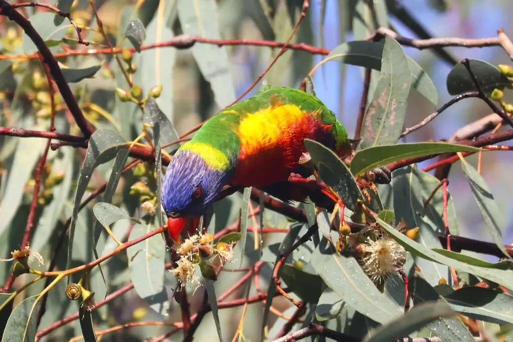 彩虹吸蜜鹦鹉(Trichoglossus moluccanus)