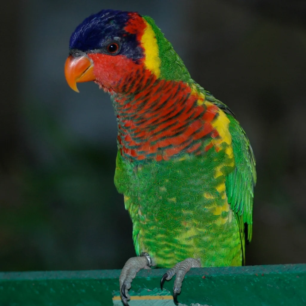 华丽鹦鹉(Trichoglossus ornatus)