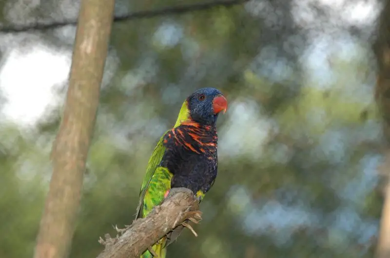 拜岛鹦鹉(Trichoglossus rosenbergii)