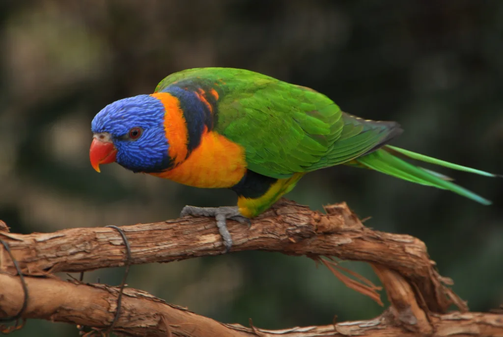紫红鹦鹉(Trichoglossus rubiginosus)