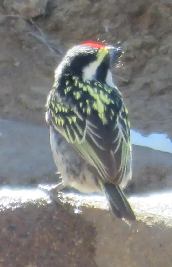 斑拟啄木鸟(Tricholaema leucomelas)
