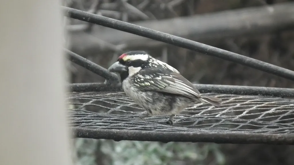 斑拟啄木鸟(Tricholaema leucomelas)