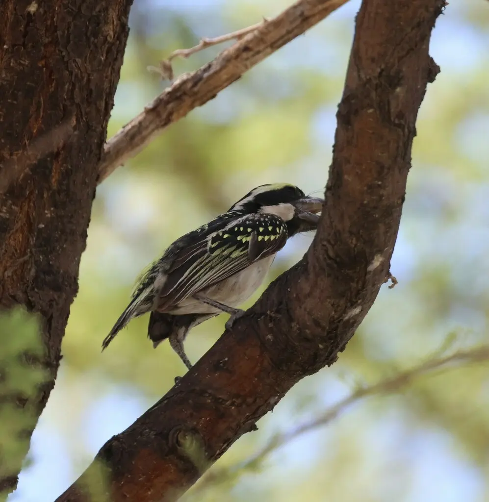 斑拟啄木鸟(Tricholaema leucomelas)