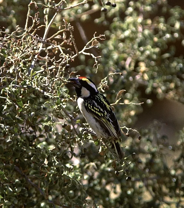 斑拟啄木鸟(Tricholaema leucomelas)