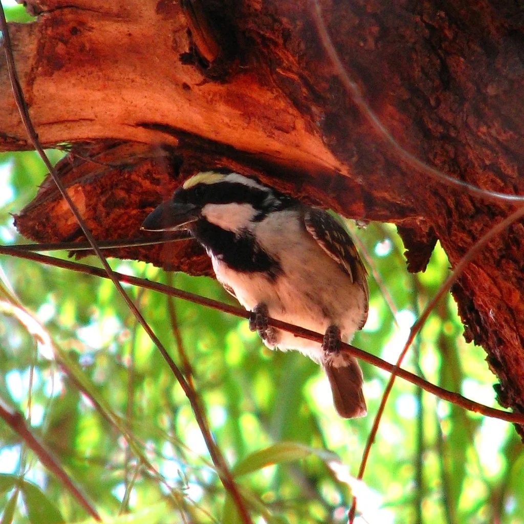 斑拟啄木鸟(Tricholaema leucomelas)