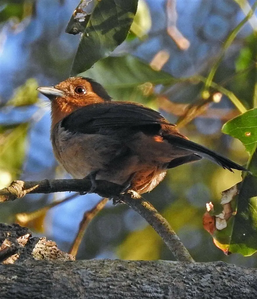 黑脸唐拉格雀(Trichothraupis melanops)