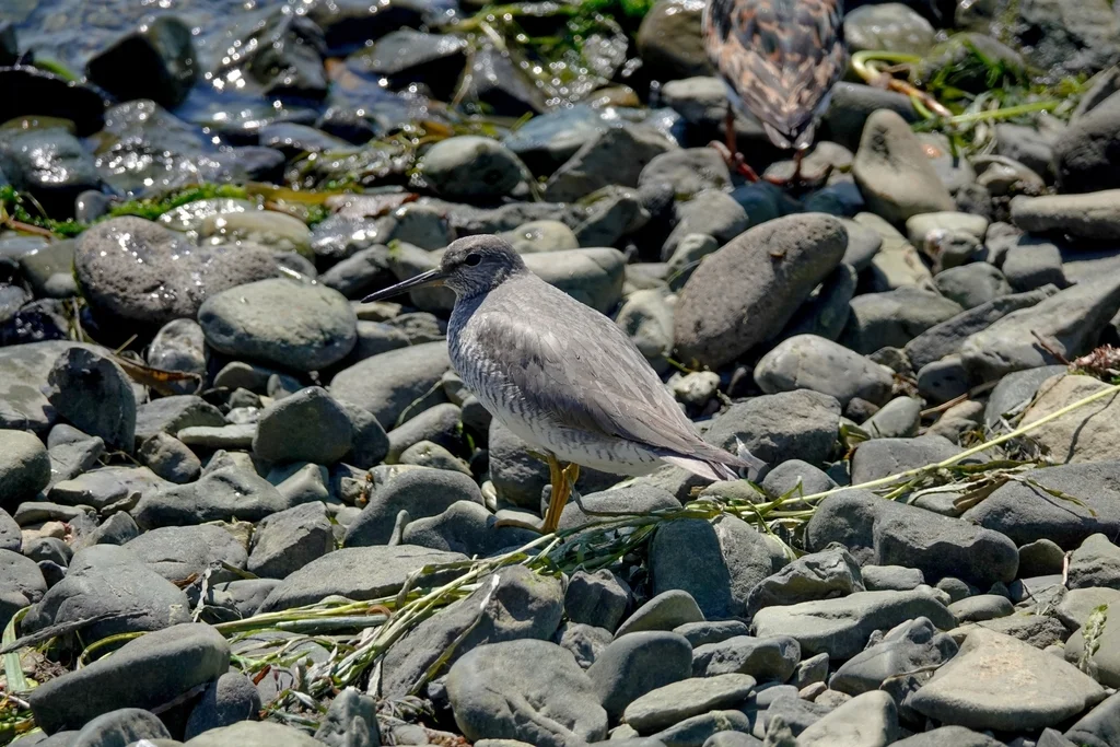 灰尾漂鹬（Tringa brevipes）