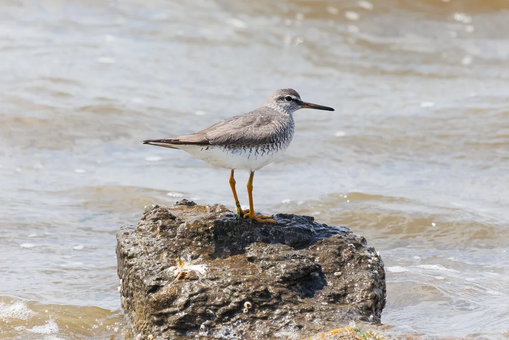 灰尾漂鹬（Tringa brevipes）