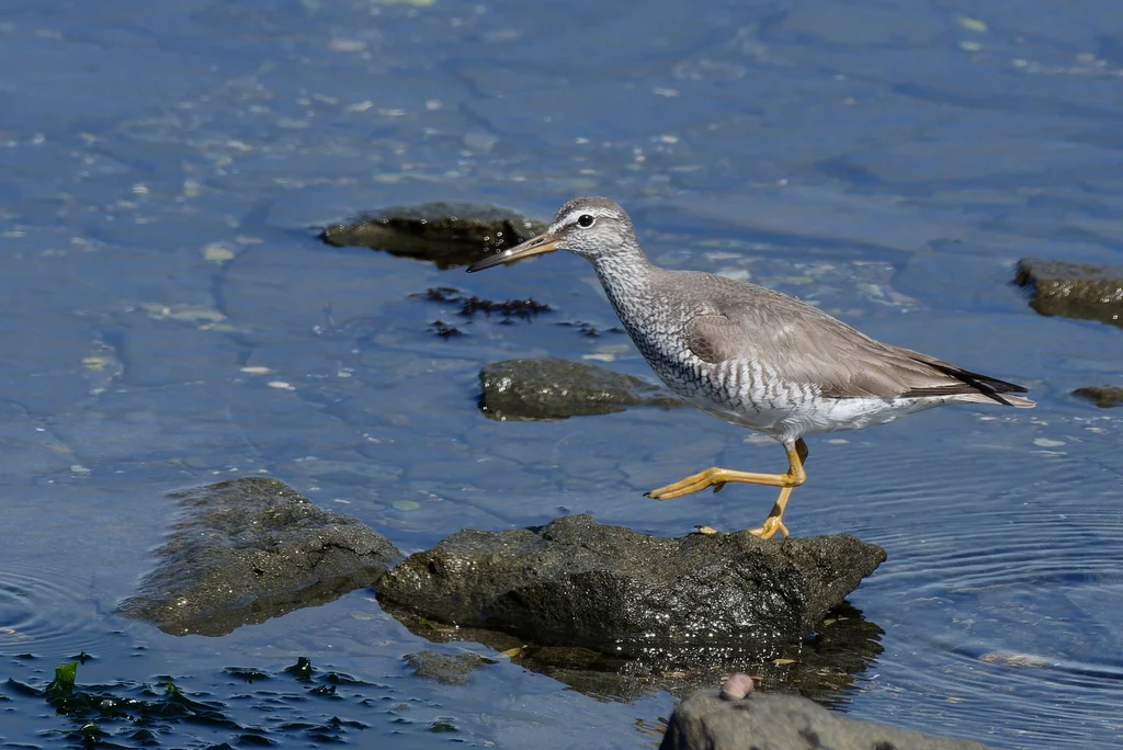 灰尾漂鹬（Tringa brevipes）