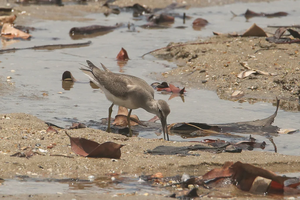 灰尾漂鹬（Tringa brevipes）