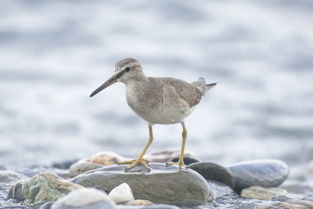 灰尾漂鹬（Tringa brevipes）