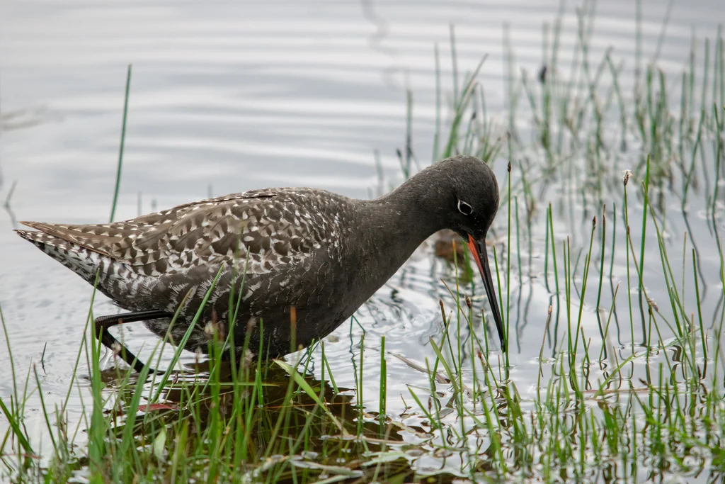 鹤鹬(Tringa erythropus)