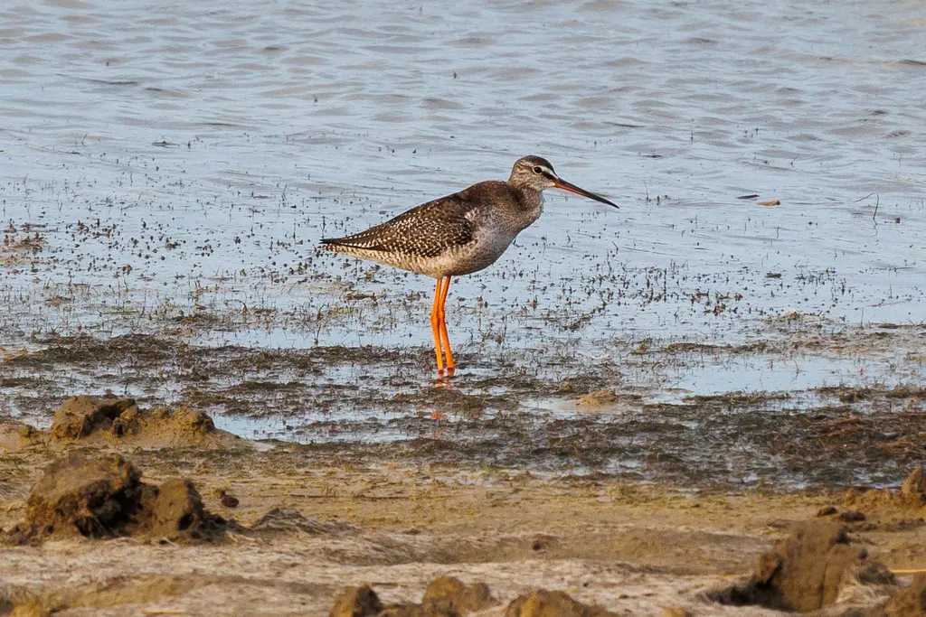 鹤鹬(Tringa erythropus)