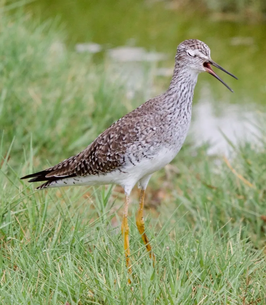 小黄脚鹬(Tringa flavipes)