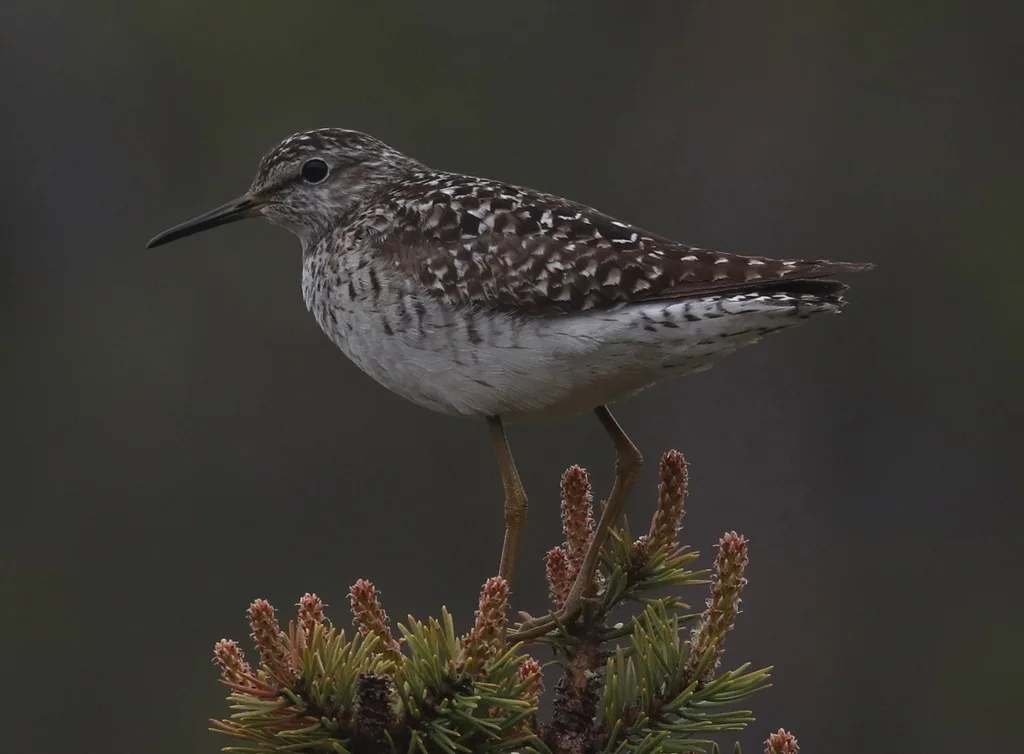 林鹬(Tringa glareola)