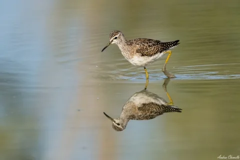 林鹬