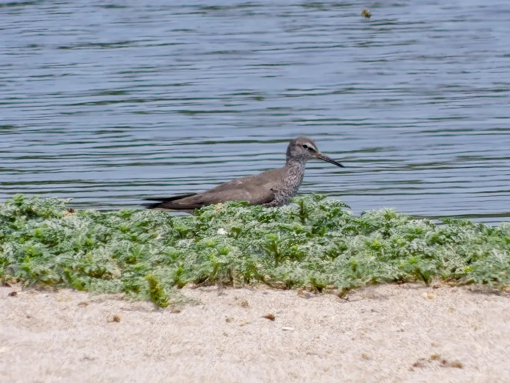 漂鹬(Tringa incana)
