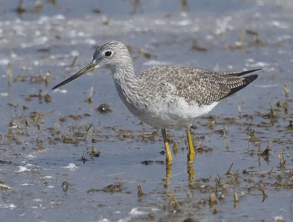 大黄脚鹬(Tringa melanoleuca)