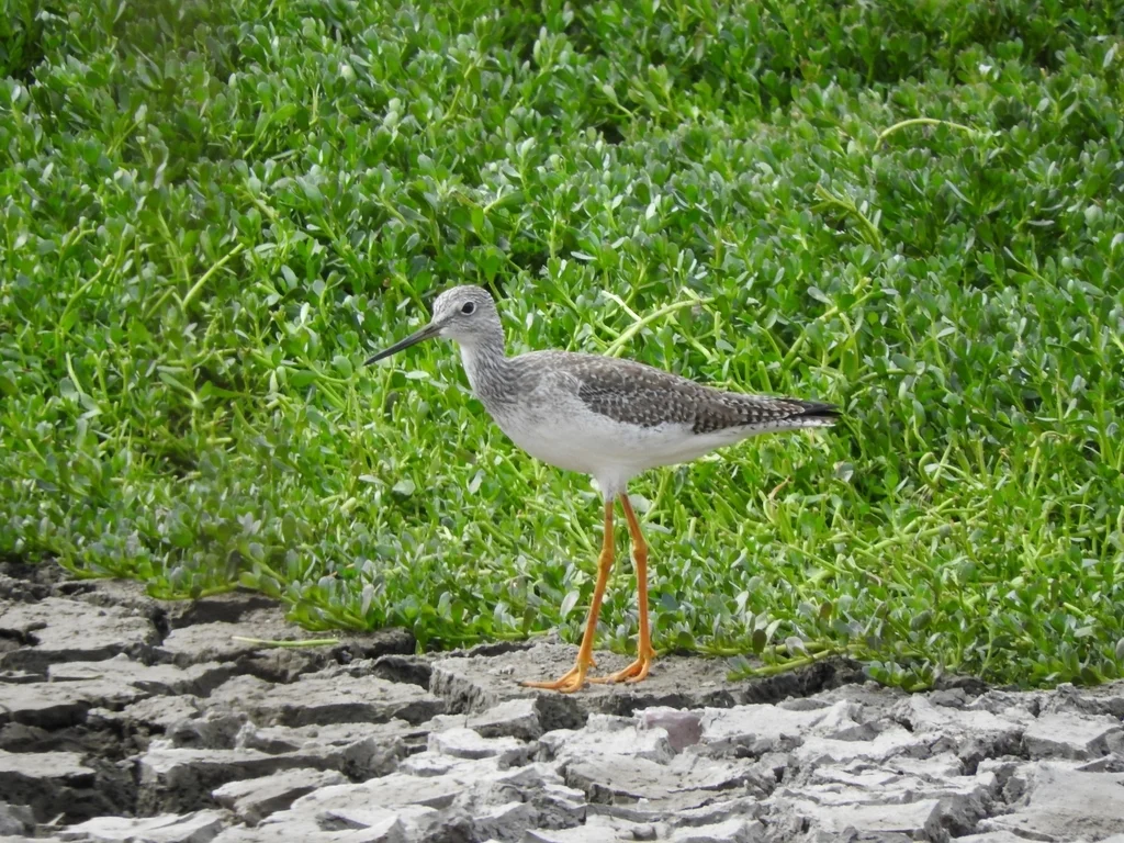 大黄脚鹬(Tringa melanoleuca)