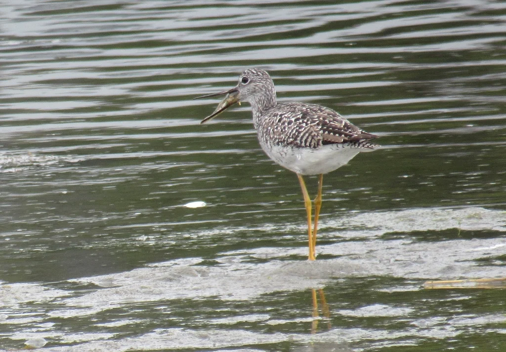 大黄脚鹬(Tringa melanoleuca)