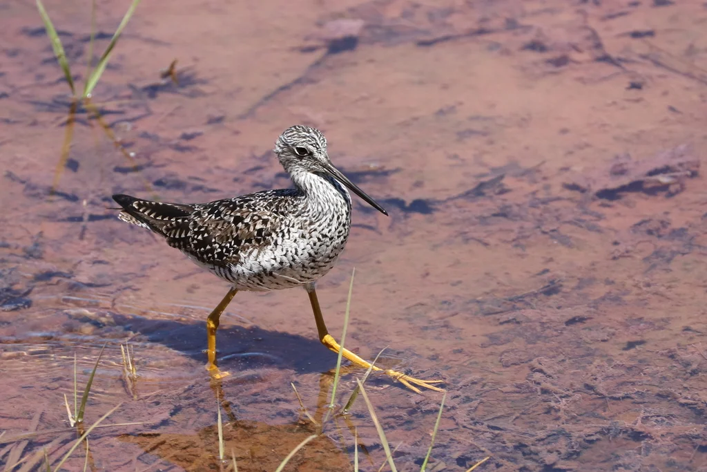 大黄脚鹬(Tringa melanoleuca)