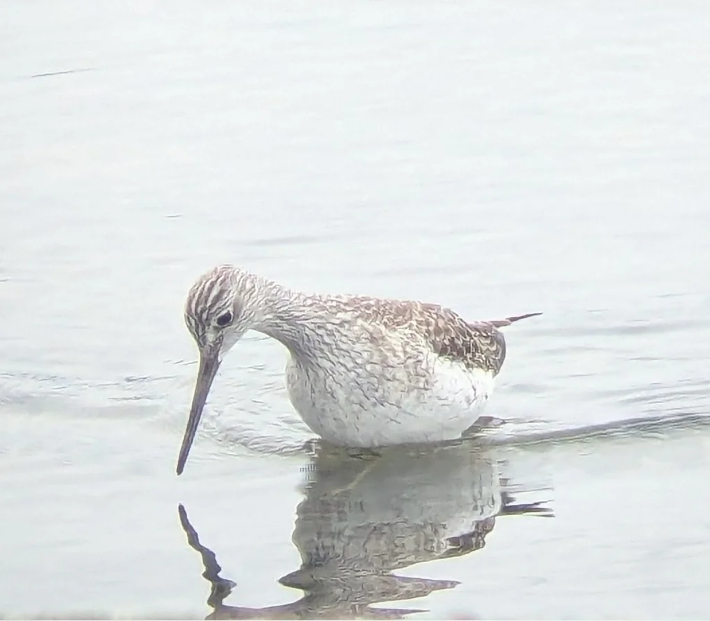 大黄脚鹬(Tringa melanoleuca)