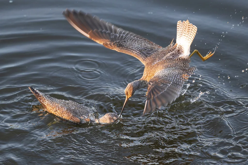大黄脚鹬(Tringa melanoleuca)
