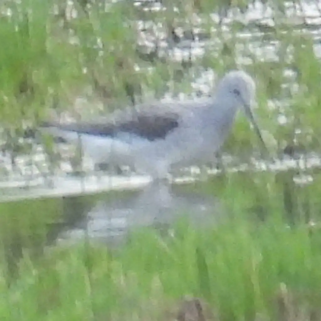 青脚鹬(Tringa nebularia)