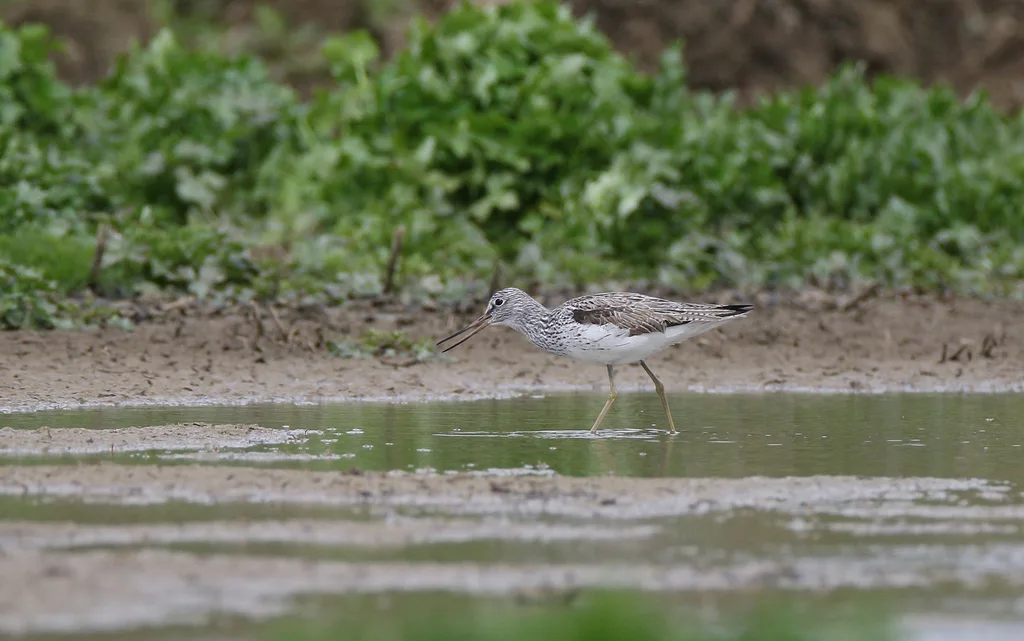 青脚鹬(Tringa nebularia)