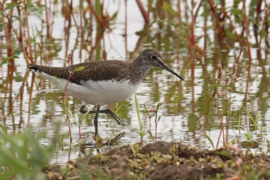 白腰草鹬（Tringa ochropus）