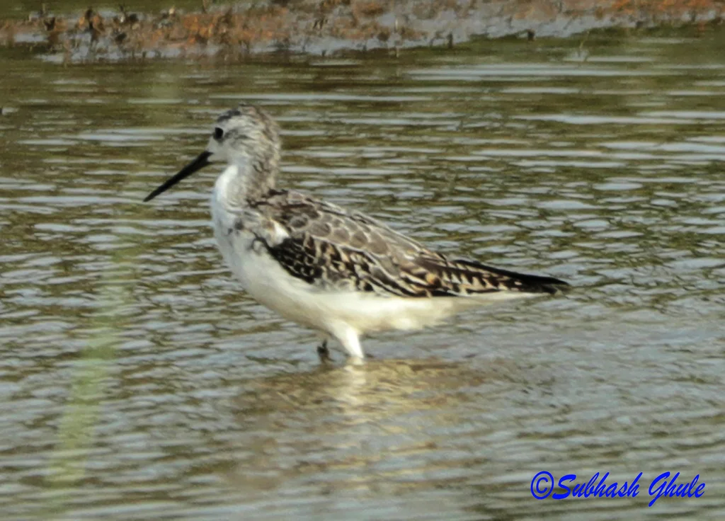 泽鹬(Tringa stagnatilis)