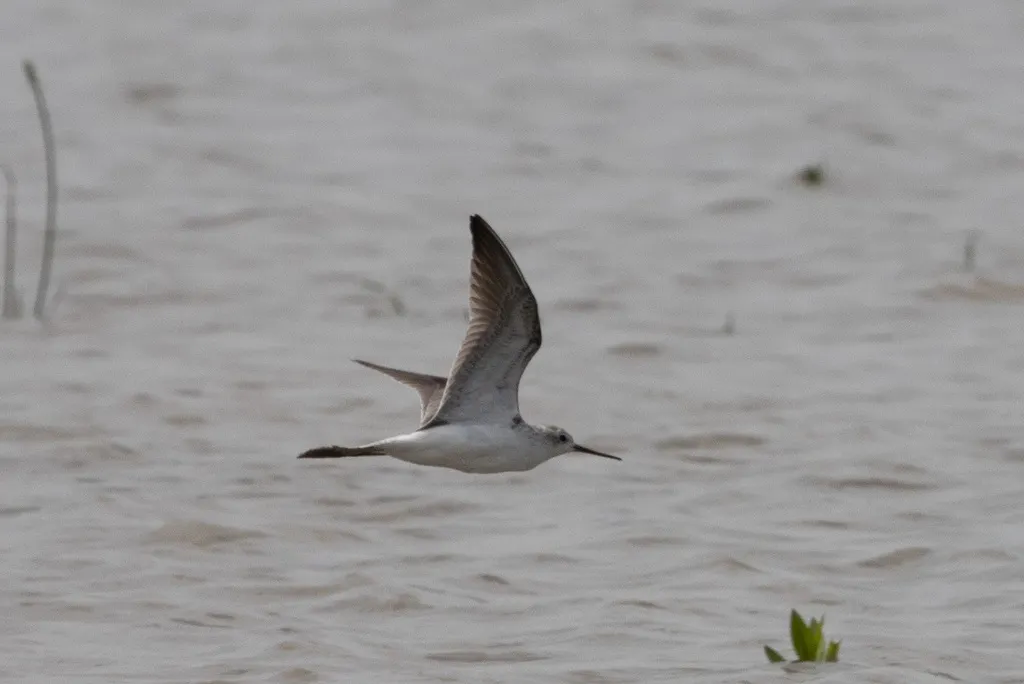 泽鹬(Tringa stagnatilis)