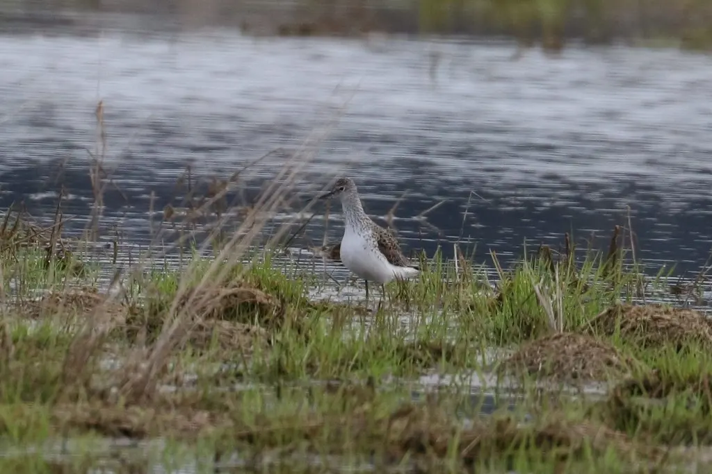 泽鹬(Tringa stagnatilis)