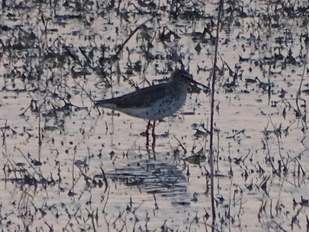 红脚鹬(Tringa totanus)