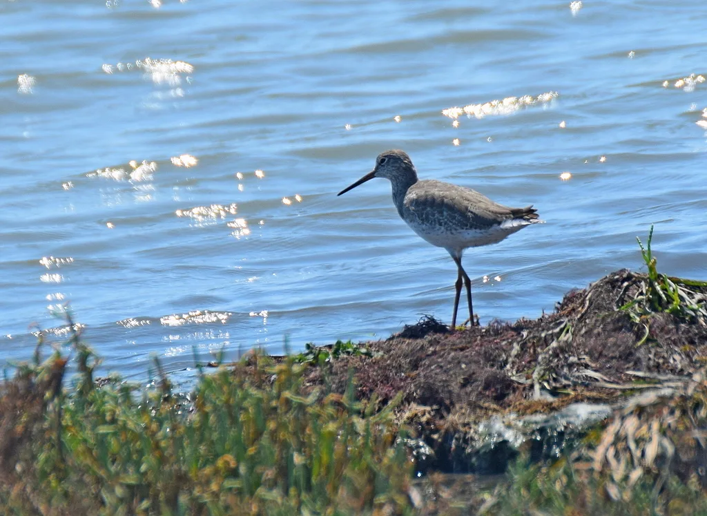 红脚鹬(Tringa totanus)