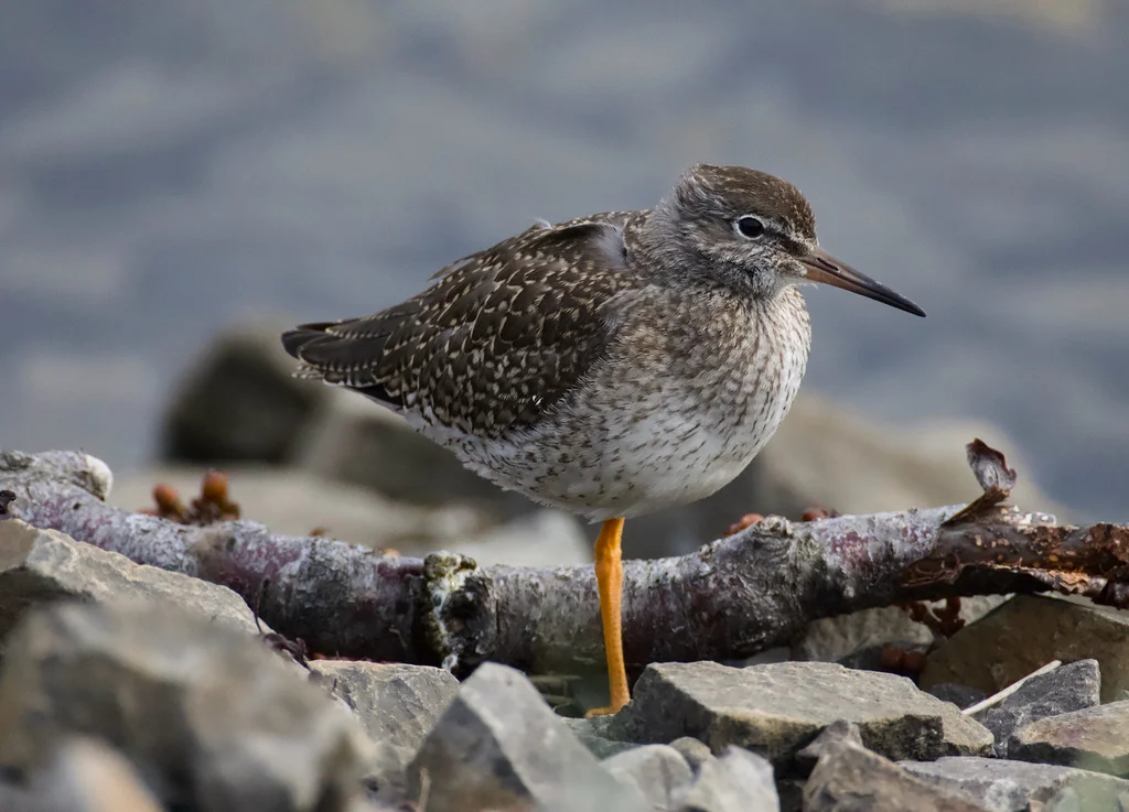 红脚鹬(Tringa totanus)