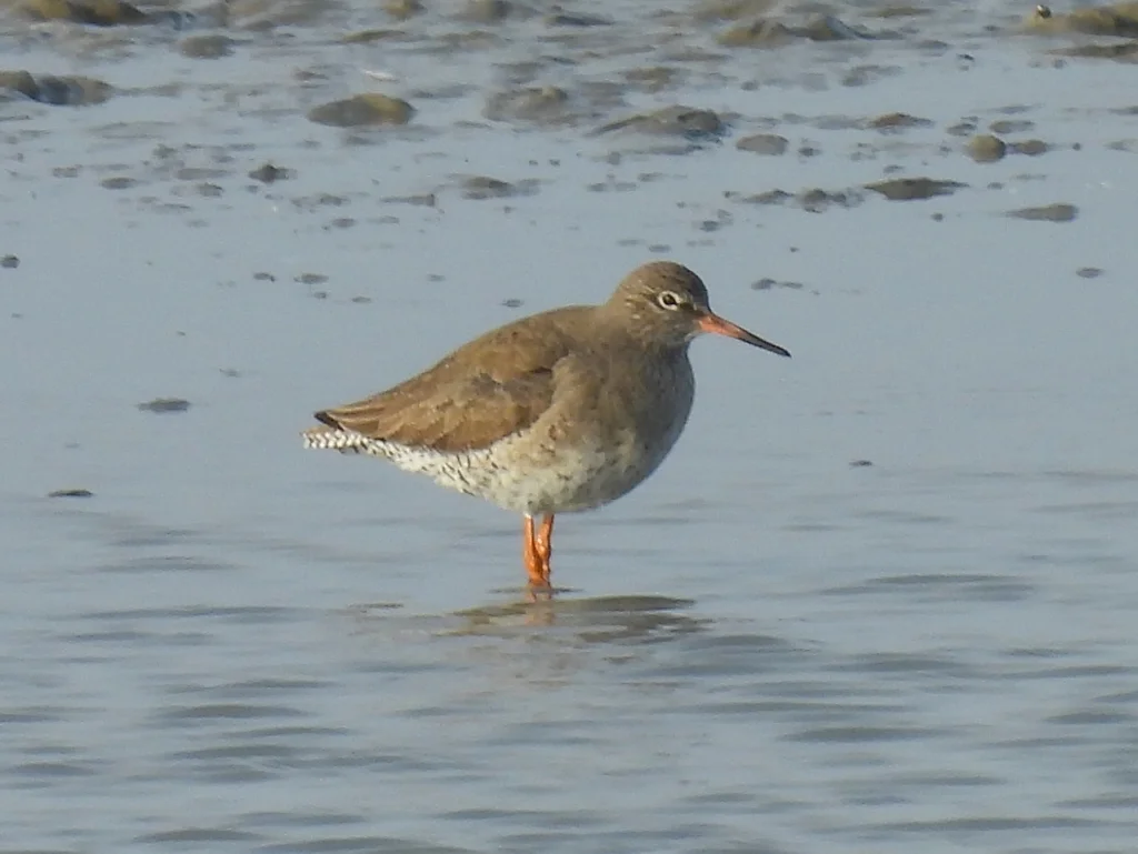 红脚鹬(Tringa totanus)