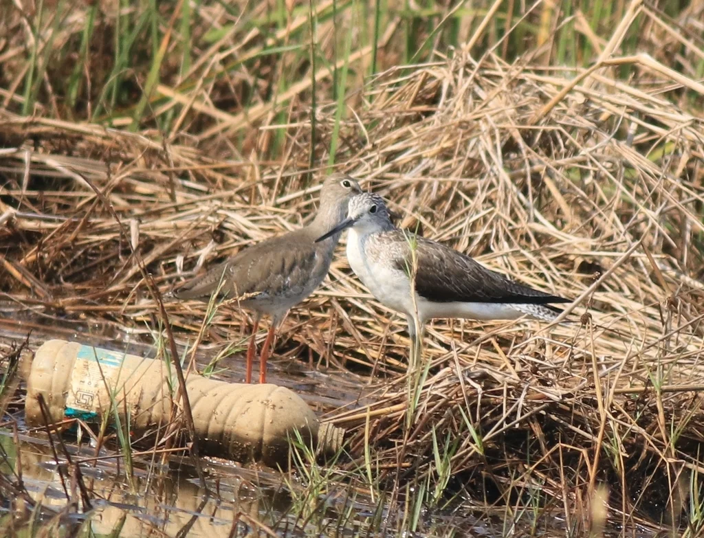 红脚鹬(Tringa totanus)