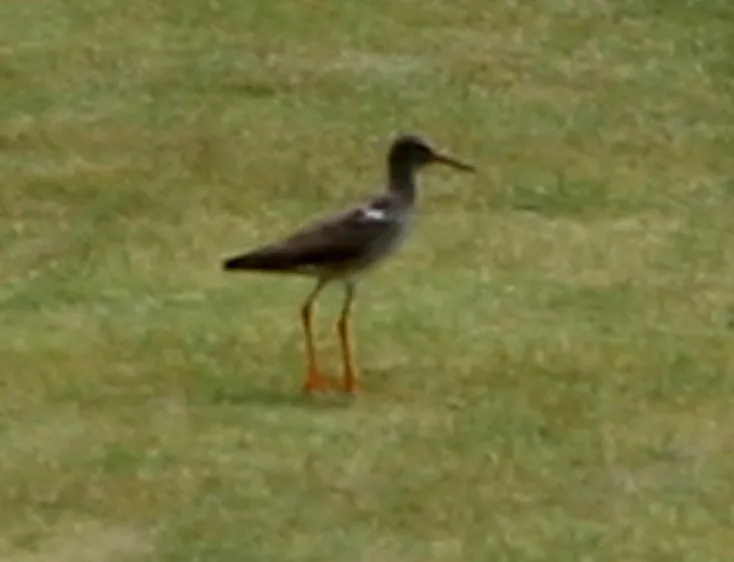 红脚鹬(Tringa totanus)