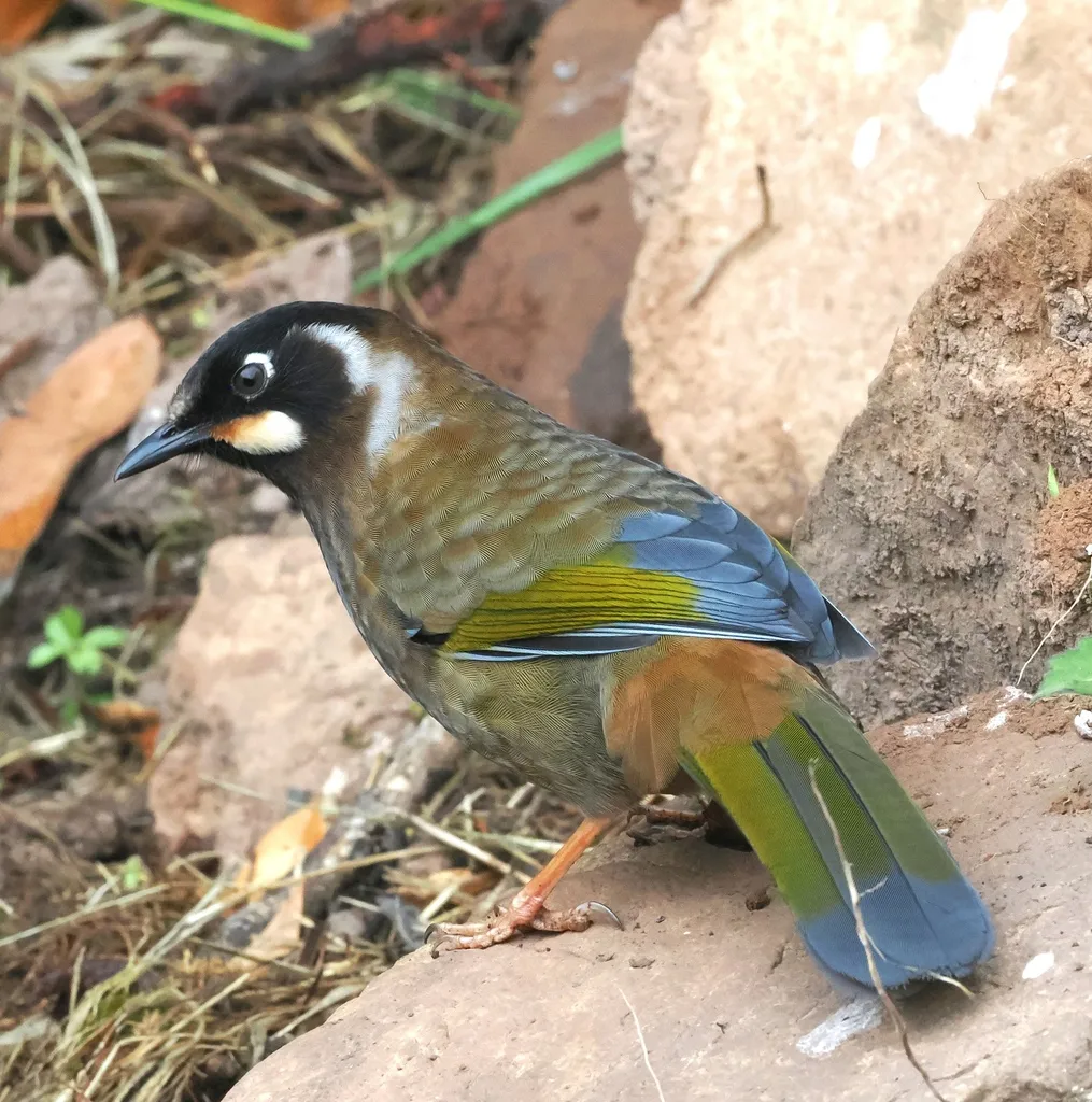 黑顶噪鹛（Trochalopteron affine）