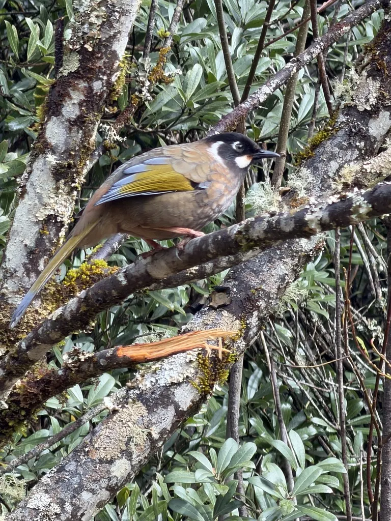 黑顶噪鹛（Trochalopteron affine）