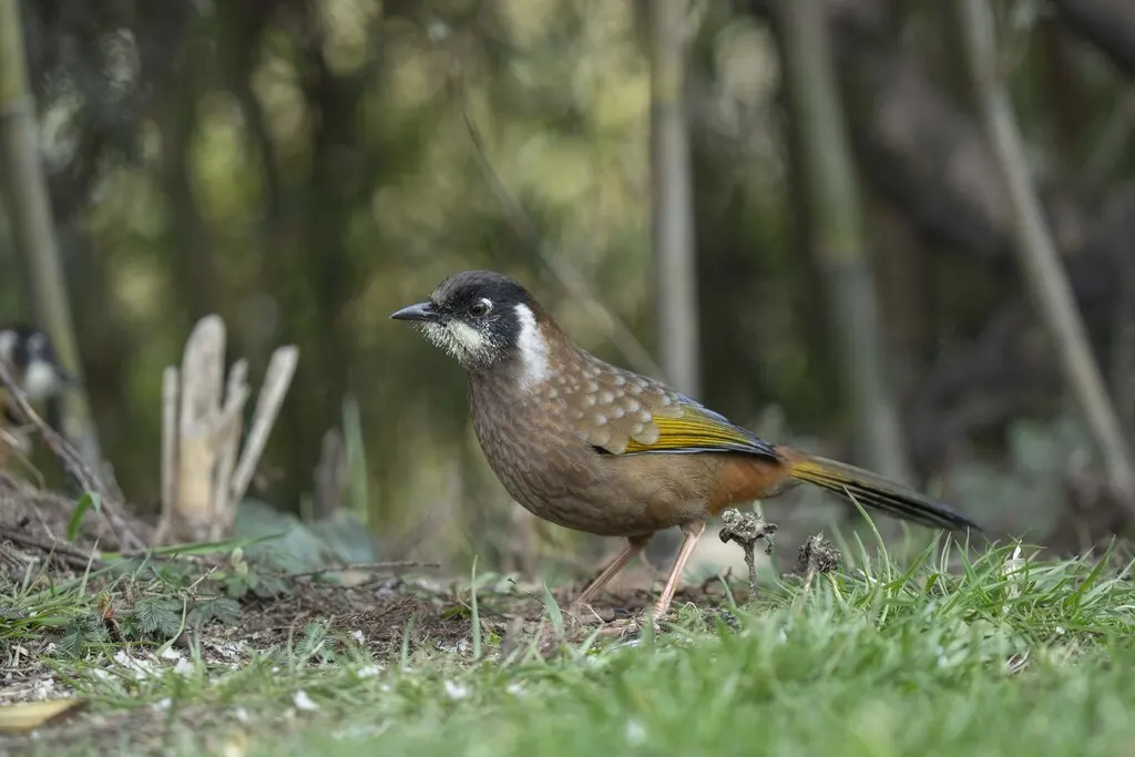 黑顶噪鹛（Trochalopteron affine）